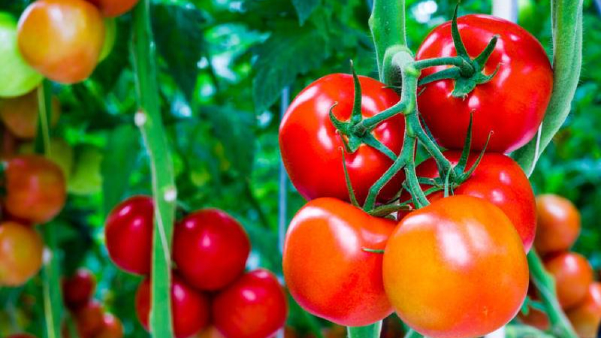 Ấn Độ là quốc gia trồng cà chua lớn thứ 2 châu Á